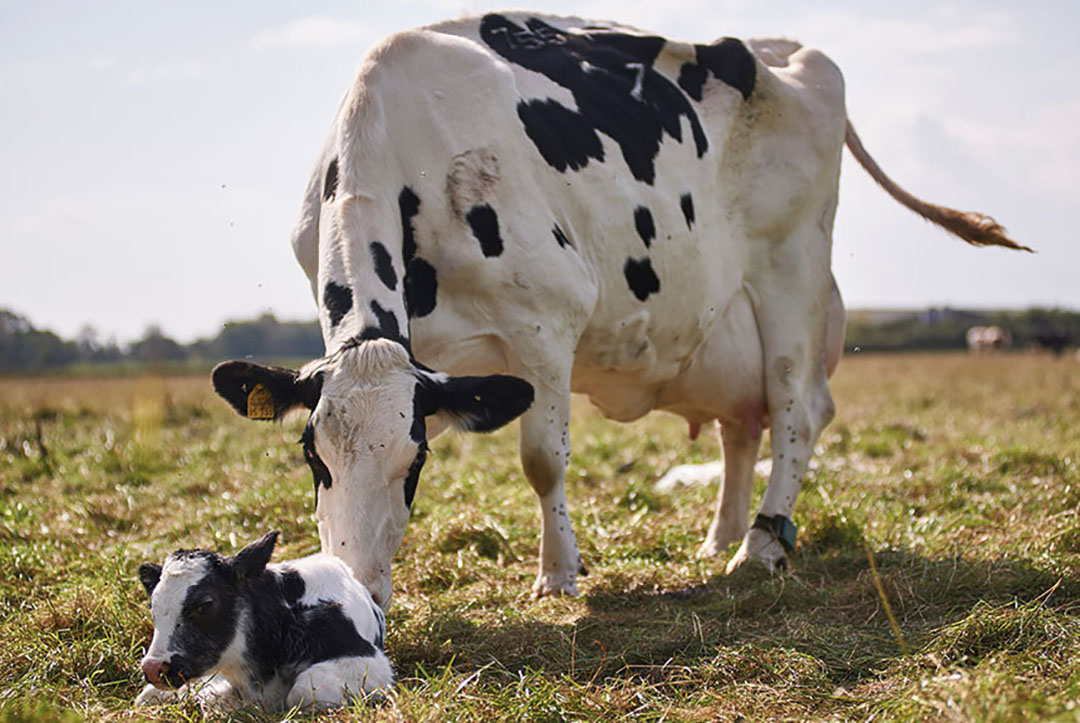 alimentacion vacas