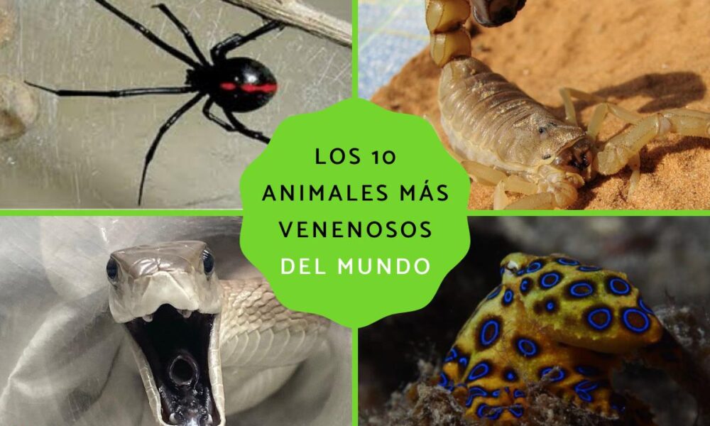 animales peligrosos