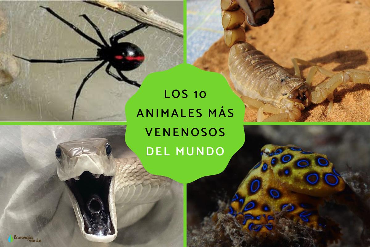 animales peligrosos