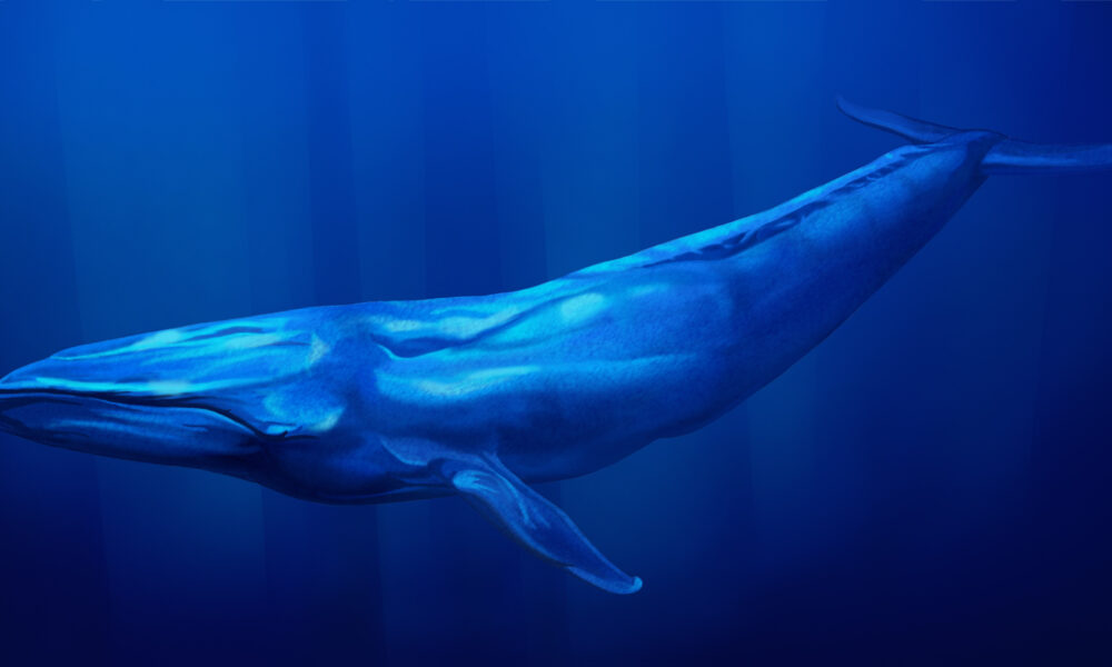 ballena azul