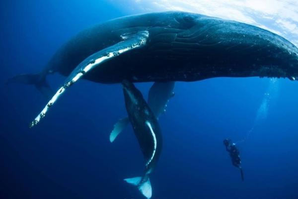 ballena mamifero