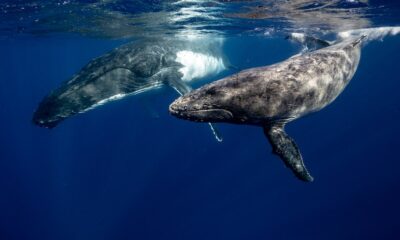 ballenas animales