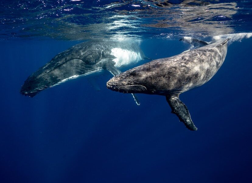 ballenas animales