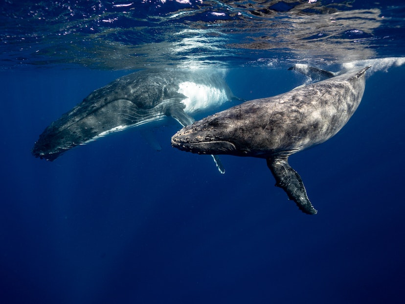 ballenas animales