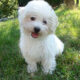 bichon maltes