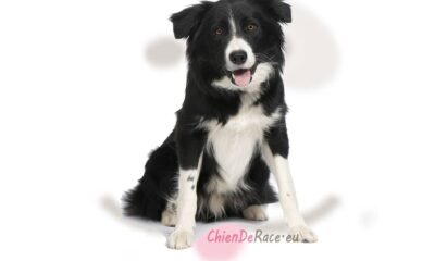 border collie