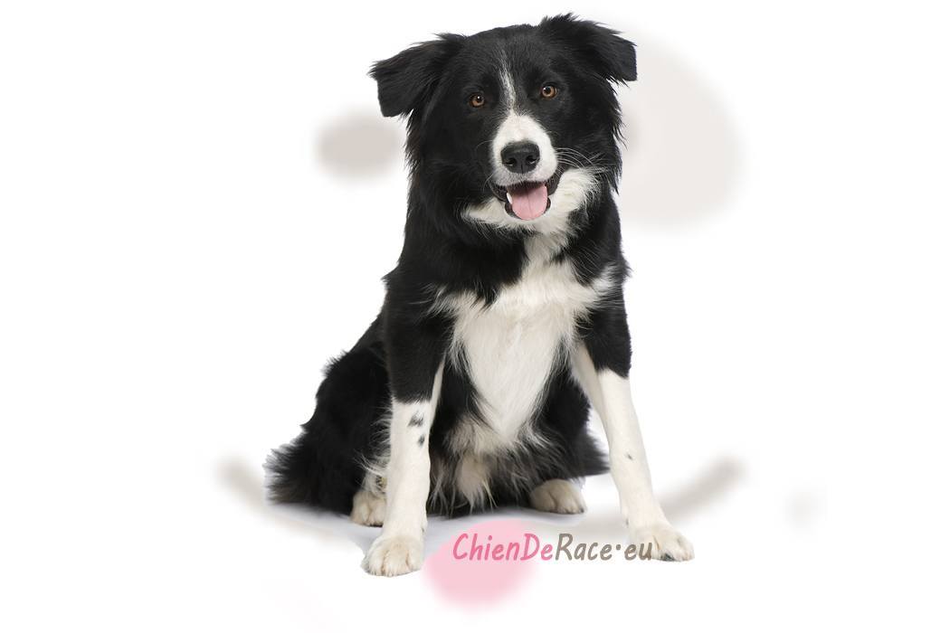 border collie