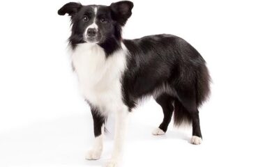 border collie