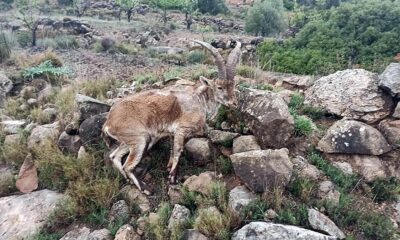 cabras montesas