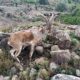 cabras montesas