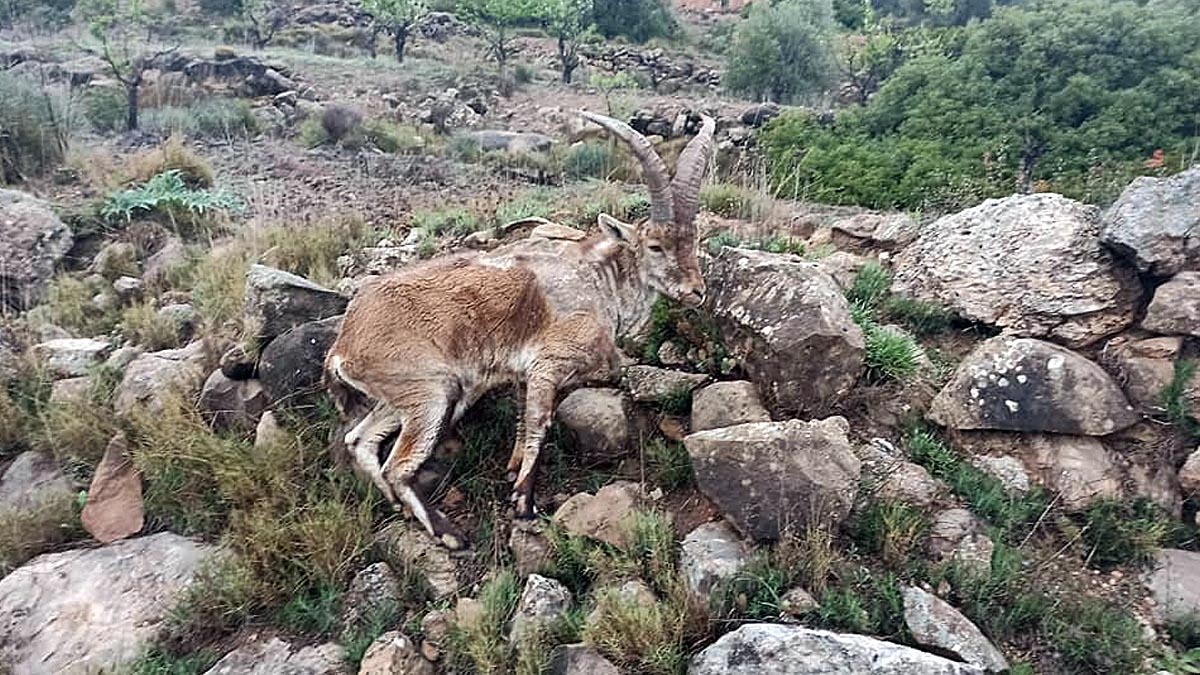 cabras montesas