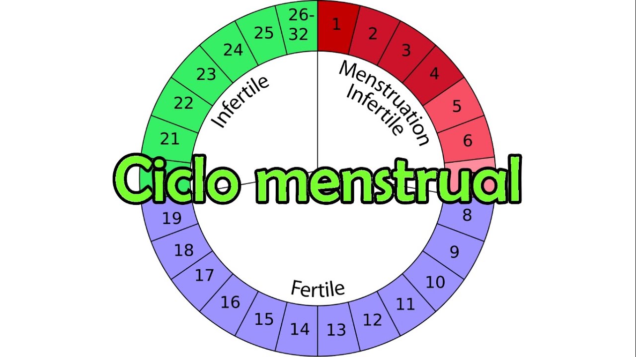 ciclo menstrual