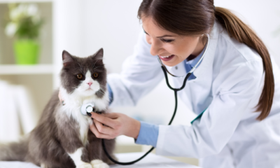 clinica veterinaria