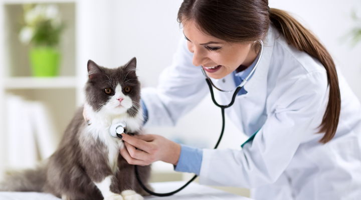 clinica veterinaria