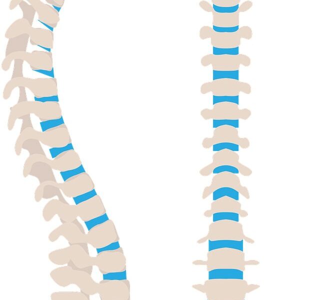 columna vertebral