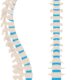 columna vertebral