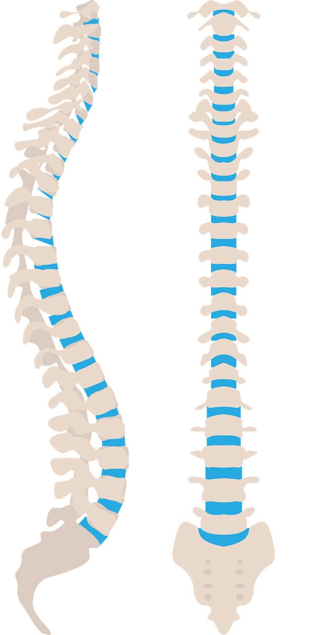 columna vertebral