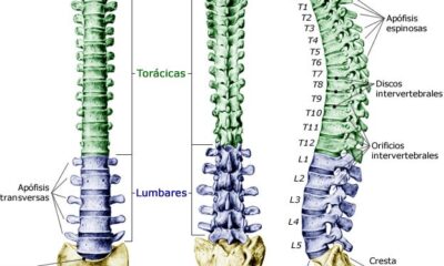 columna vertebral