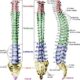 columna vertebral