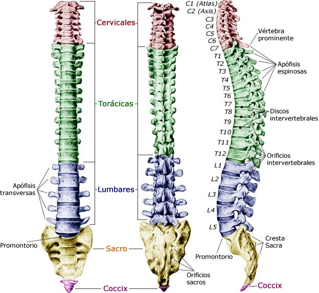 columna vertebral