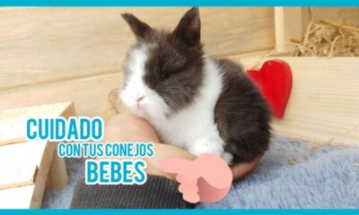 conejo bebe