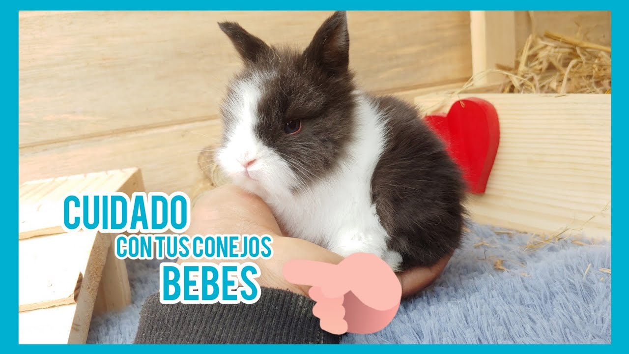 conejo bebe