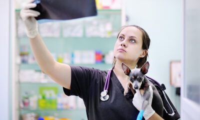 consultar veterinario