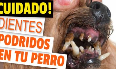 dientes perro