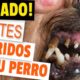 dientes perro