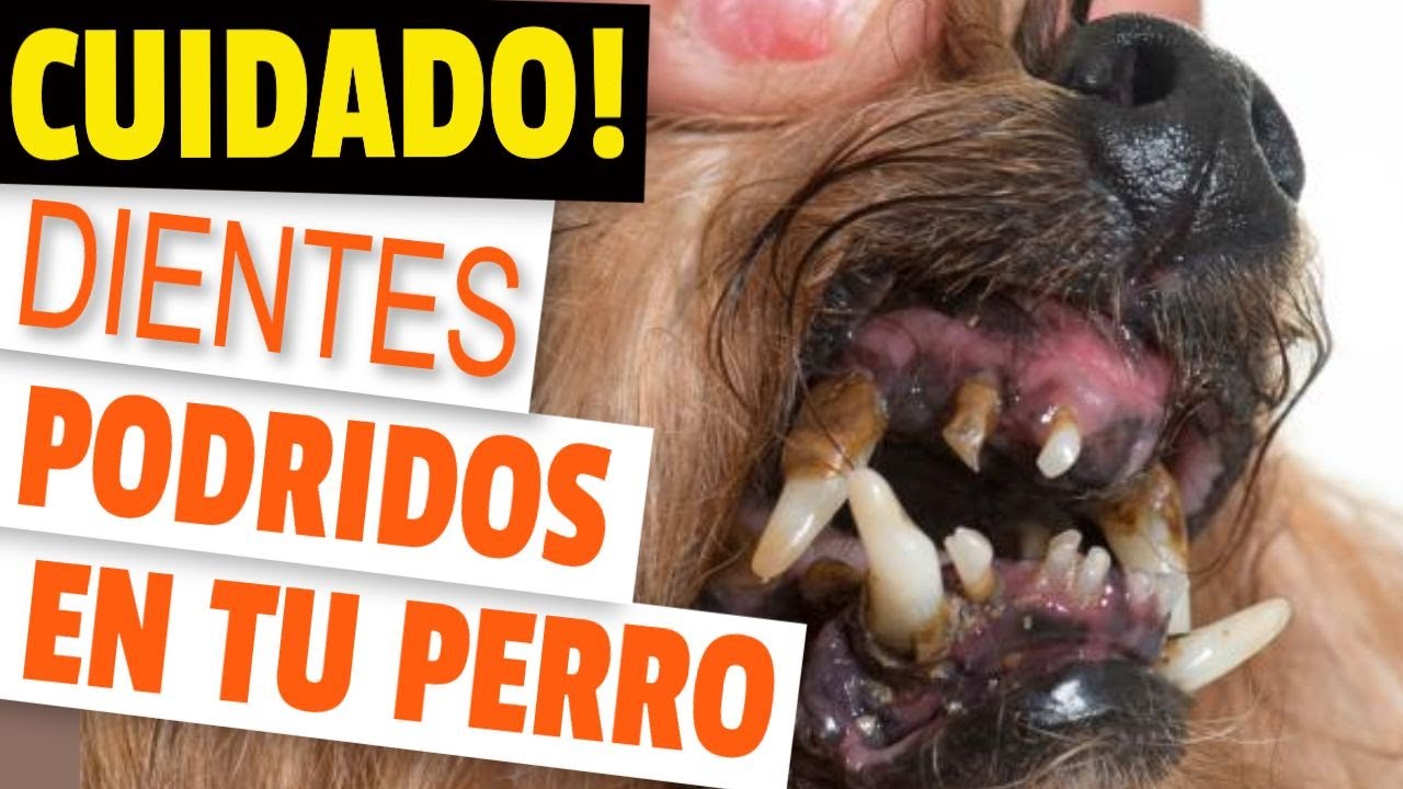 dientes perro