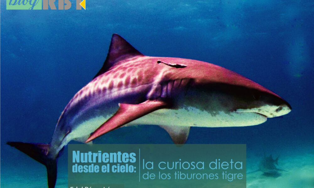 dieta tigres