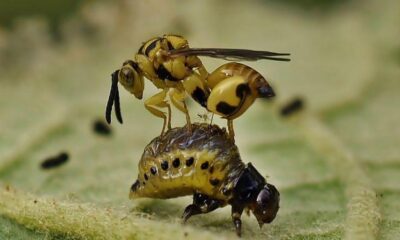 enemigos naturales