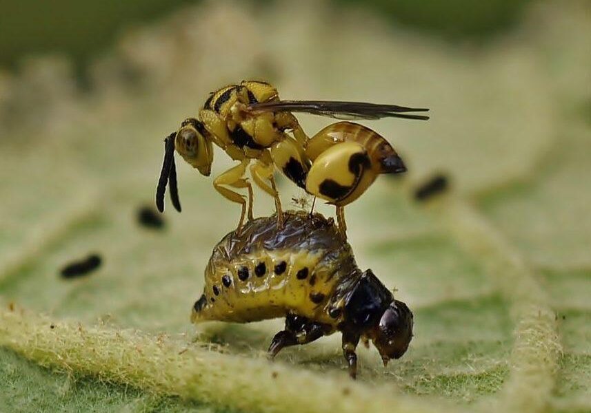 enemigos naturales