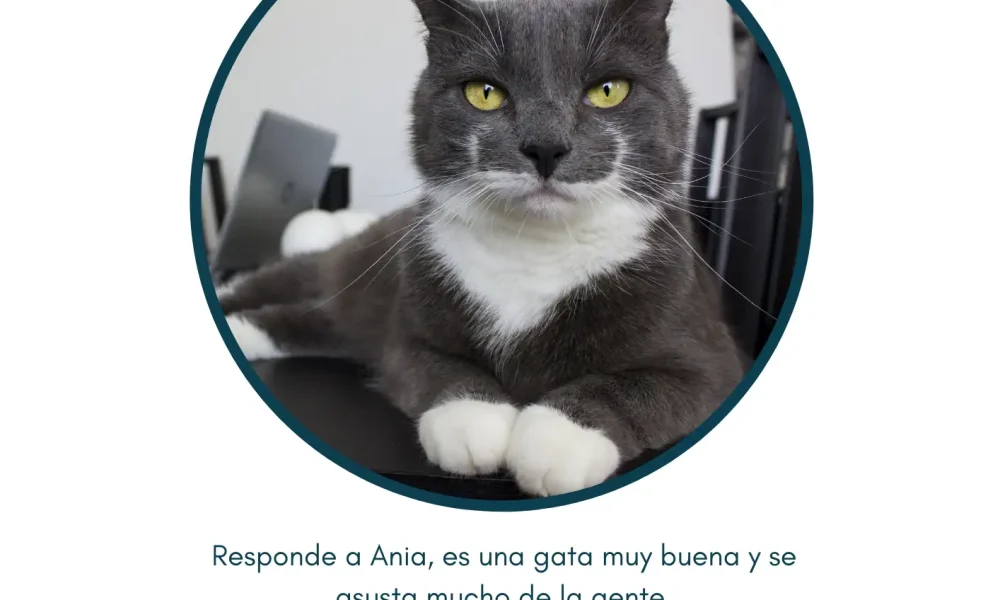 gato perdido