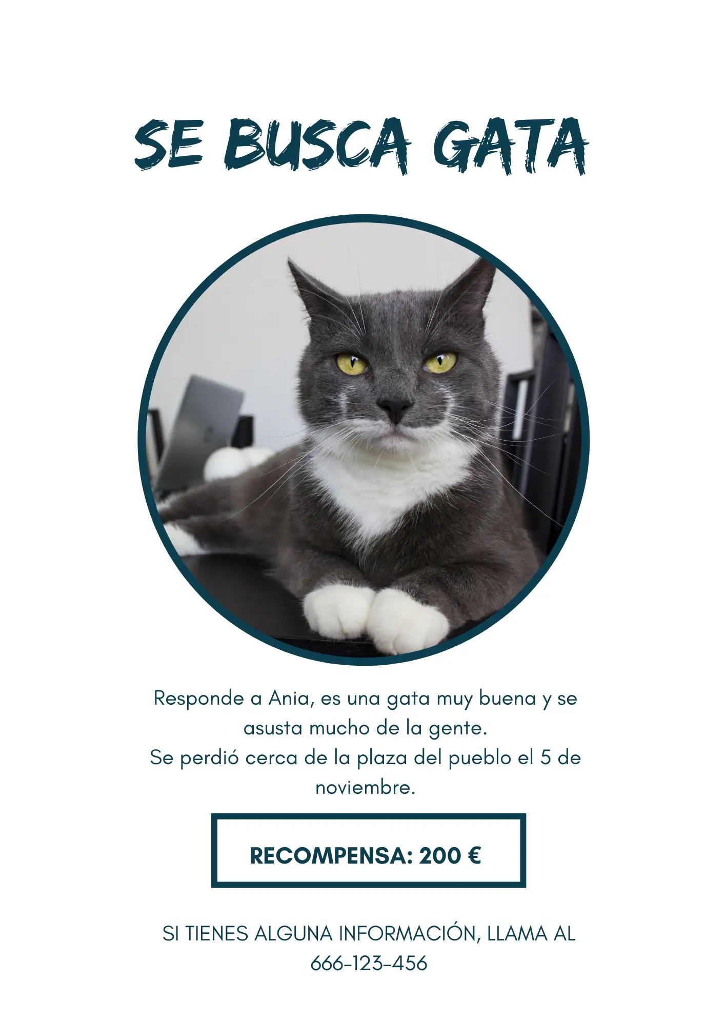 gato perdido