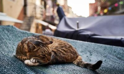 gatos callejeros