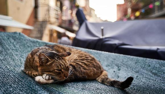 gatos callejeros