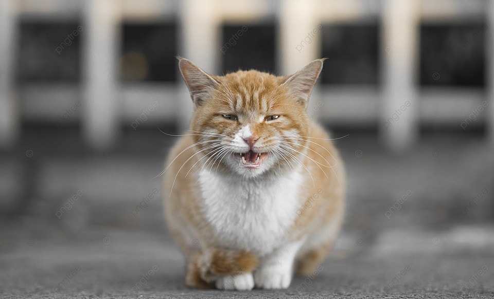 gatos callejeros