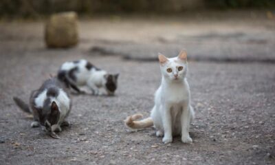 gatos callejeros