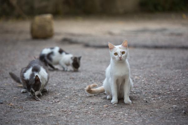 gatos callejeros