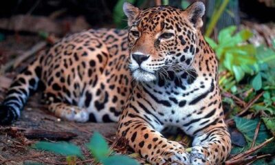 guepardo leopardo