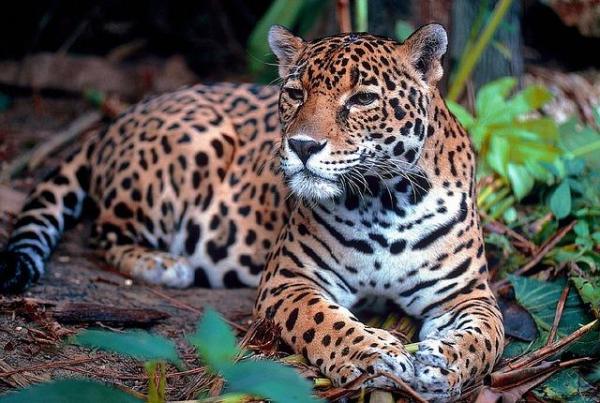 guepardo leopardo