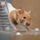 hamster rasca