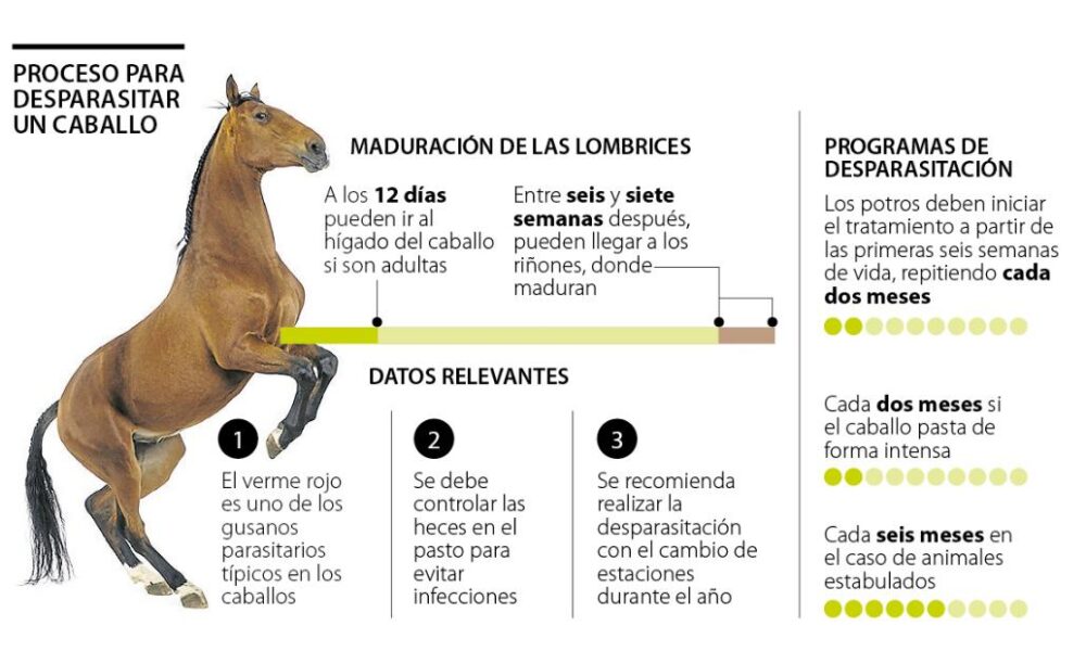 heces desparasitar