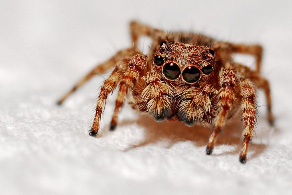Cómo Se Reproducen Las Arañas El Fascinante Proceso De La Aracnofilia Todo Sobre Tu Mascota 4721