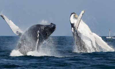 las ballenas