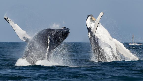 las ballenas