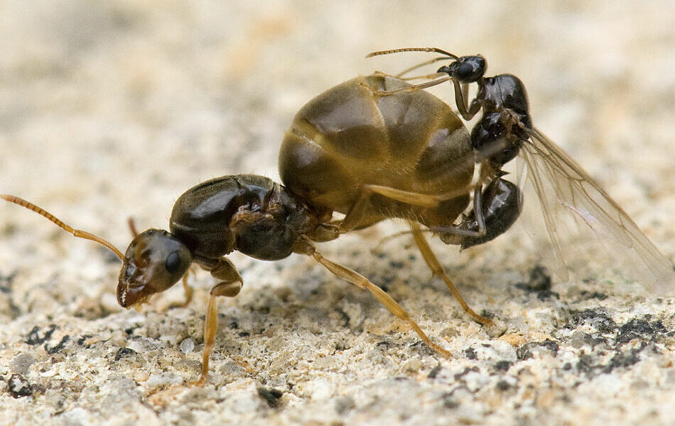 las hormigas