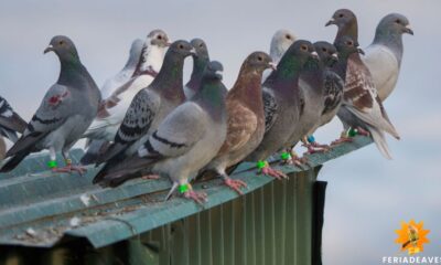 las palomas