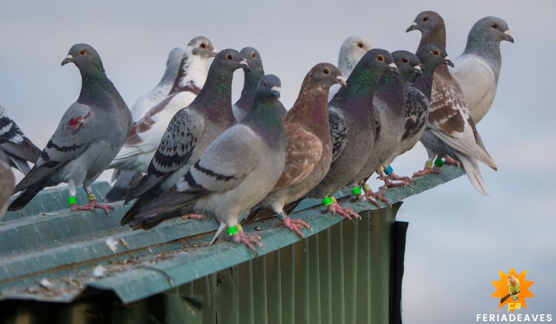 las palomas